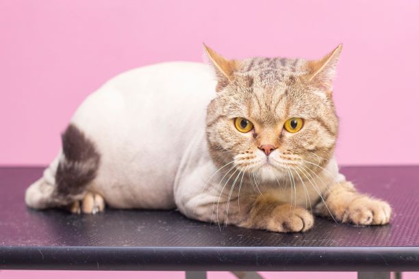 Home - Kitten Caboodle Cat Grooming